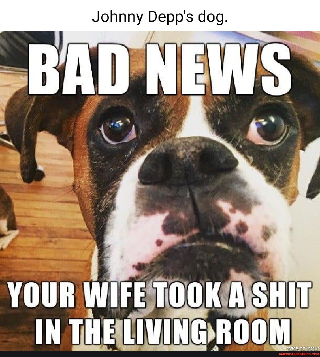 Johnny Depps dog res YOUR WIFETOOKAISHIY IN THELLIVINGROOMES