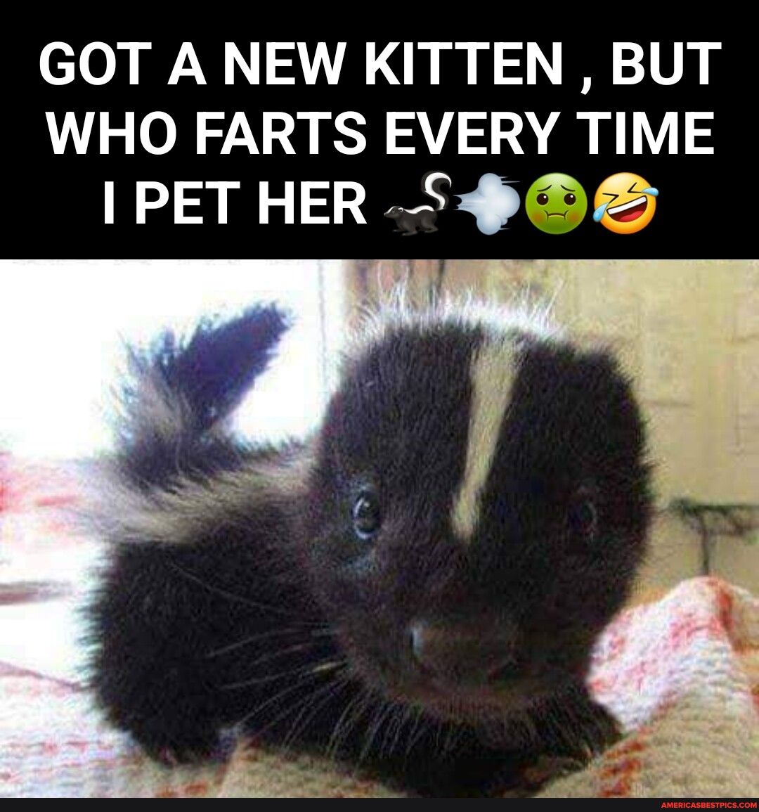 GOT A NEW KITTEN BUT WHO FARTS EVERY TIME IPETHER S9