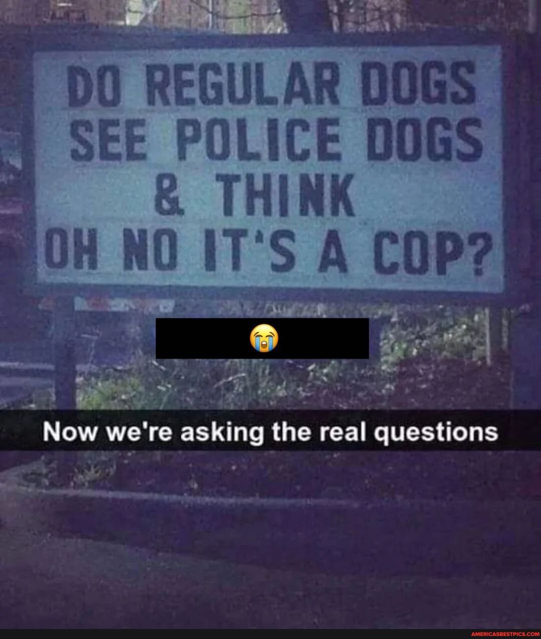 DO REGULAR DOGS 8 SEE POLICE DOGS M R THINK 04 N0 ITS A COP LAY R LT R G R EETG TES G gt s