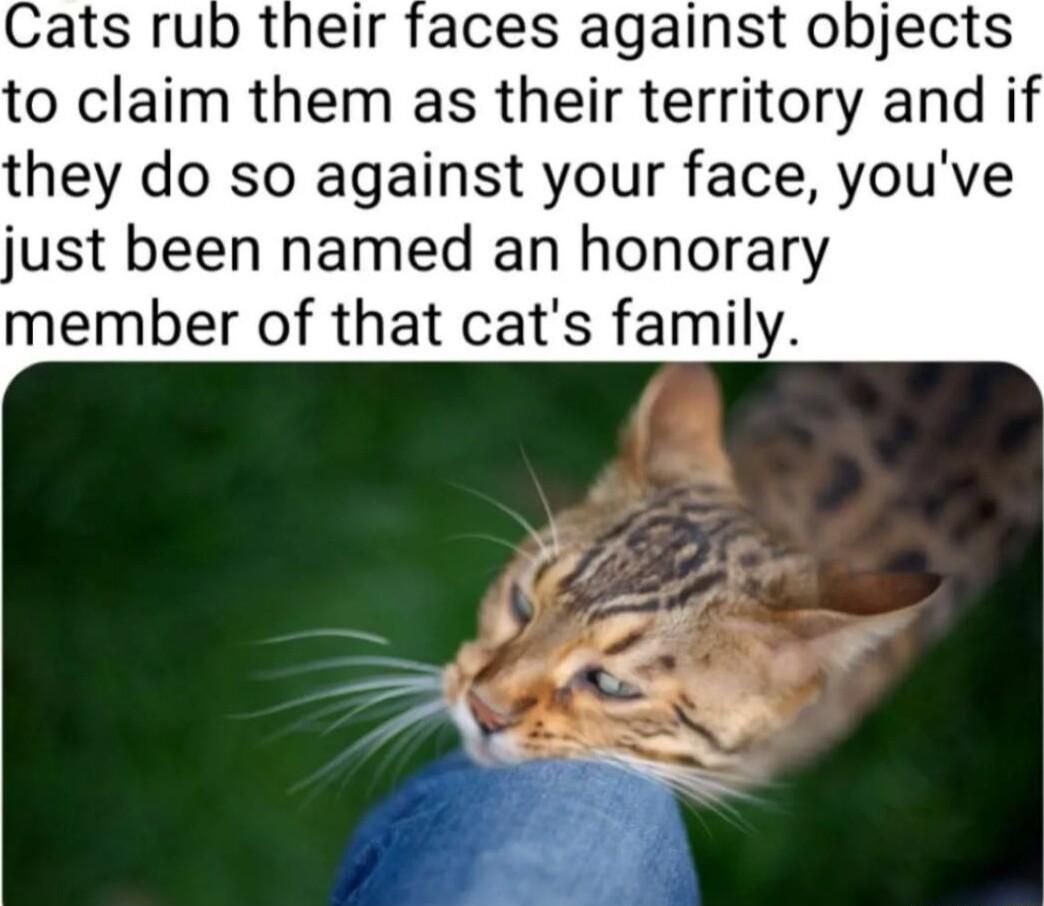 Cats rub their faces against objects to claim them as their territory and if they do so against your face youve just been named an honorary member of that cats family