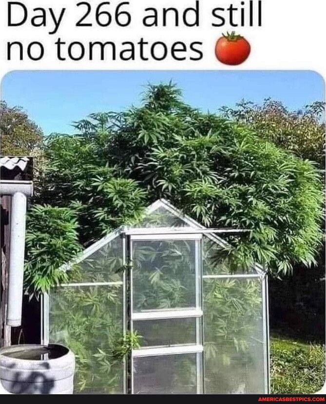 Day 266 anc no tomatoes