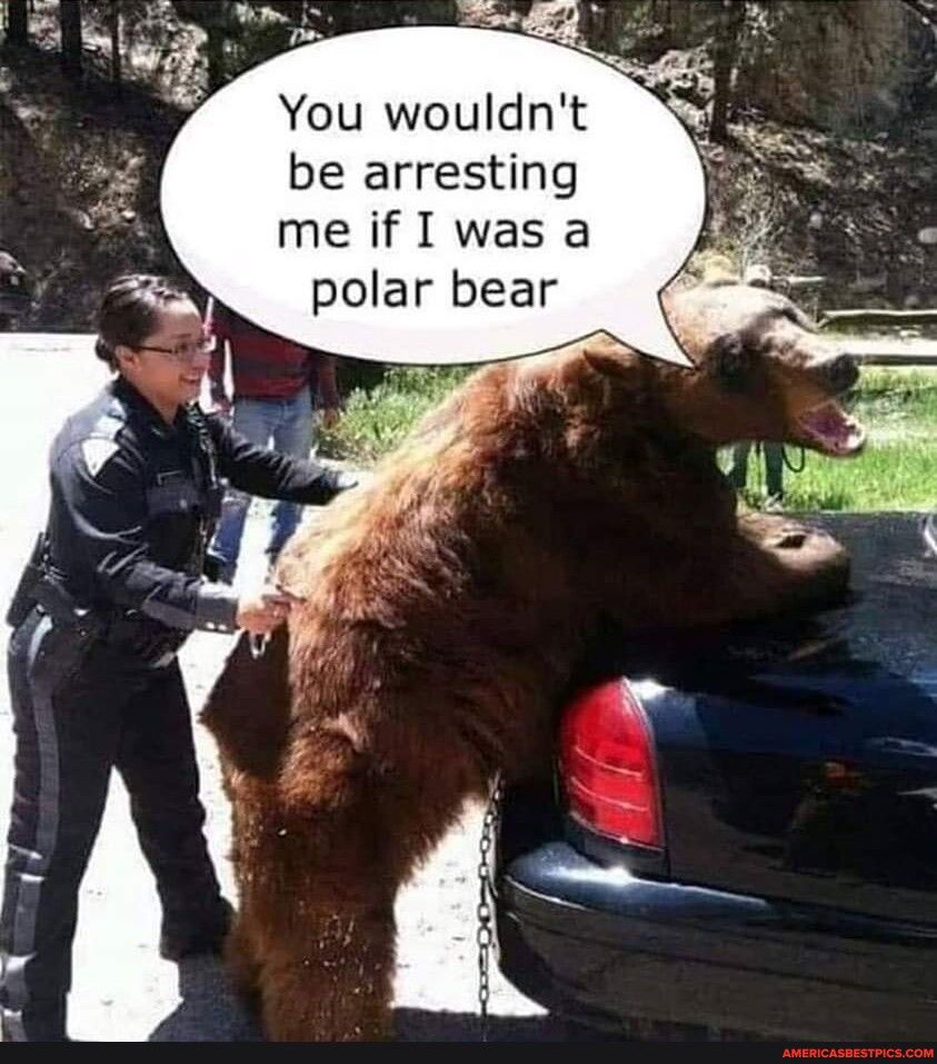 You wouldnt be arresting me if I was a polar bear
