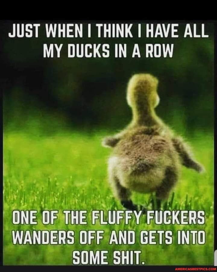 JUST WHEN I THINK HAVE ALL MY DUCKS IN A ROW U ONEOFATHEELUEFYFUCKERS WANDERSOFFAND GETS INTO SOME SHIT