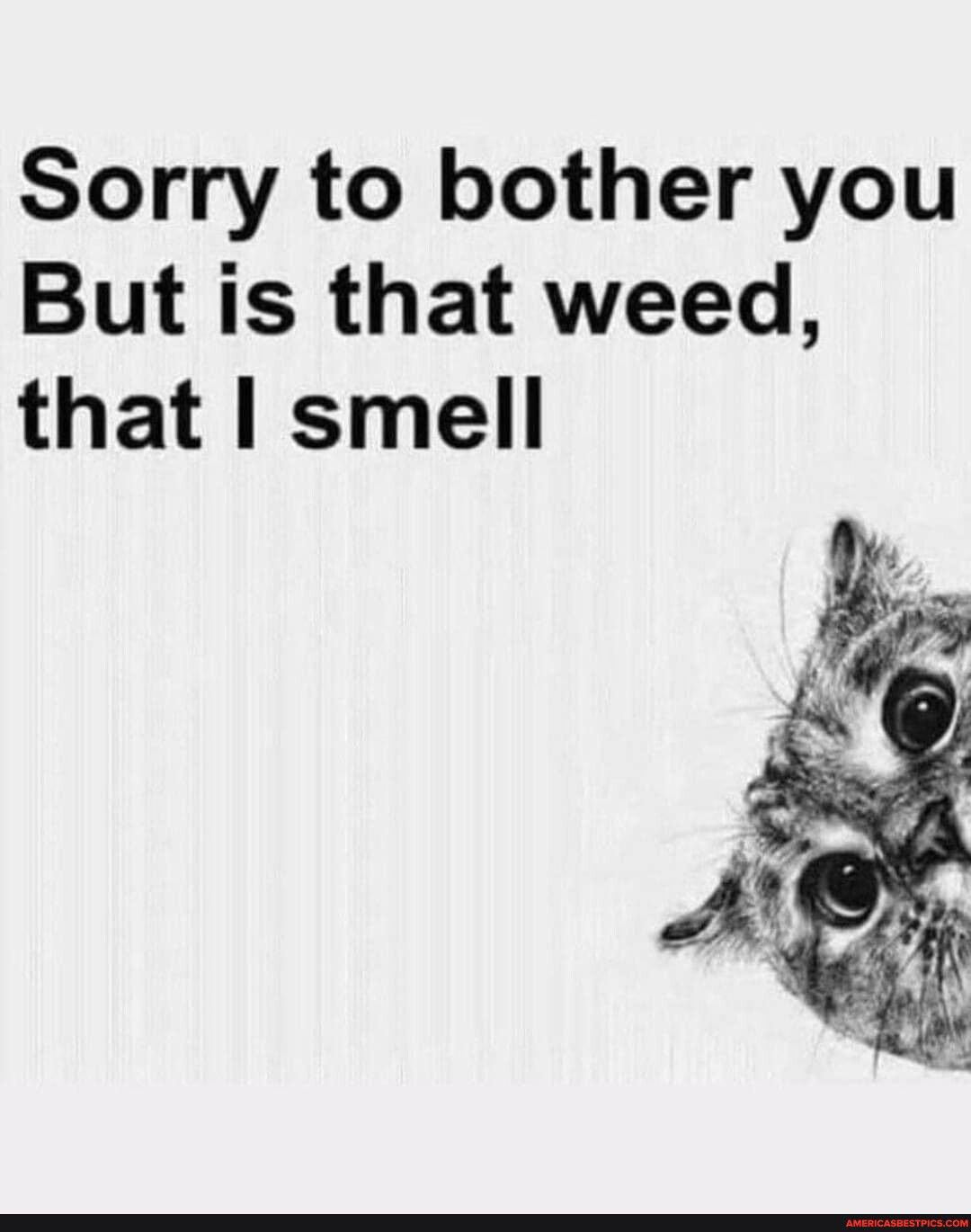 Sorry to bother you But is that weed that smell