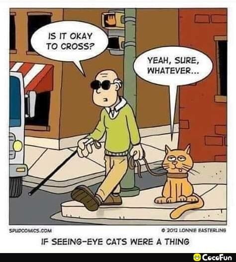 IS IT OKAY TO CROSS YEAH SURE WHATEVER 3 LoNee ExsTERING IF SEEING EYE CATS WERE A THING CocoFun