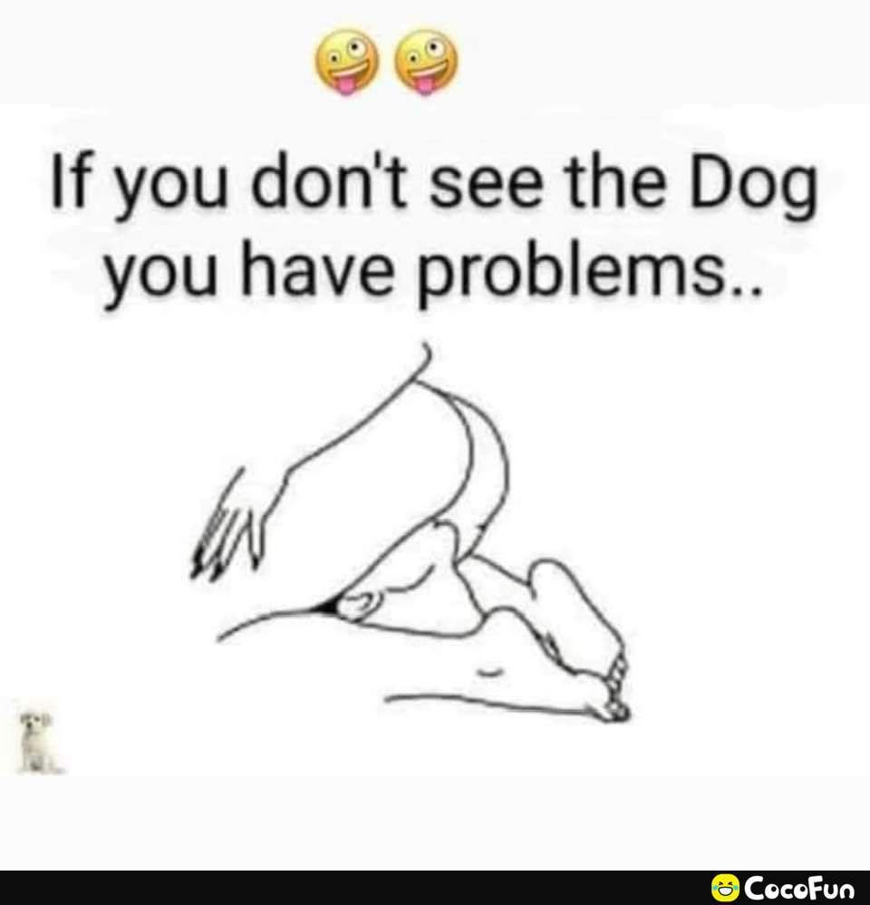 1 If you dont see the Dog you have problems