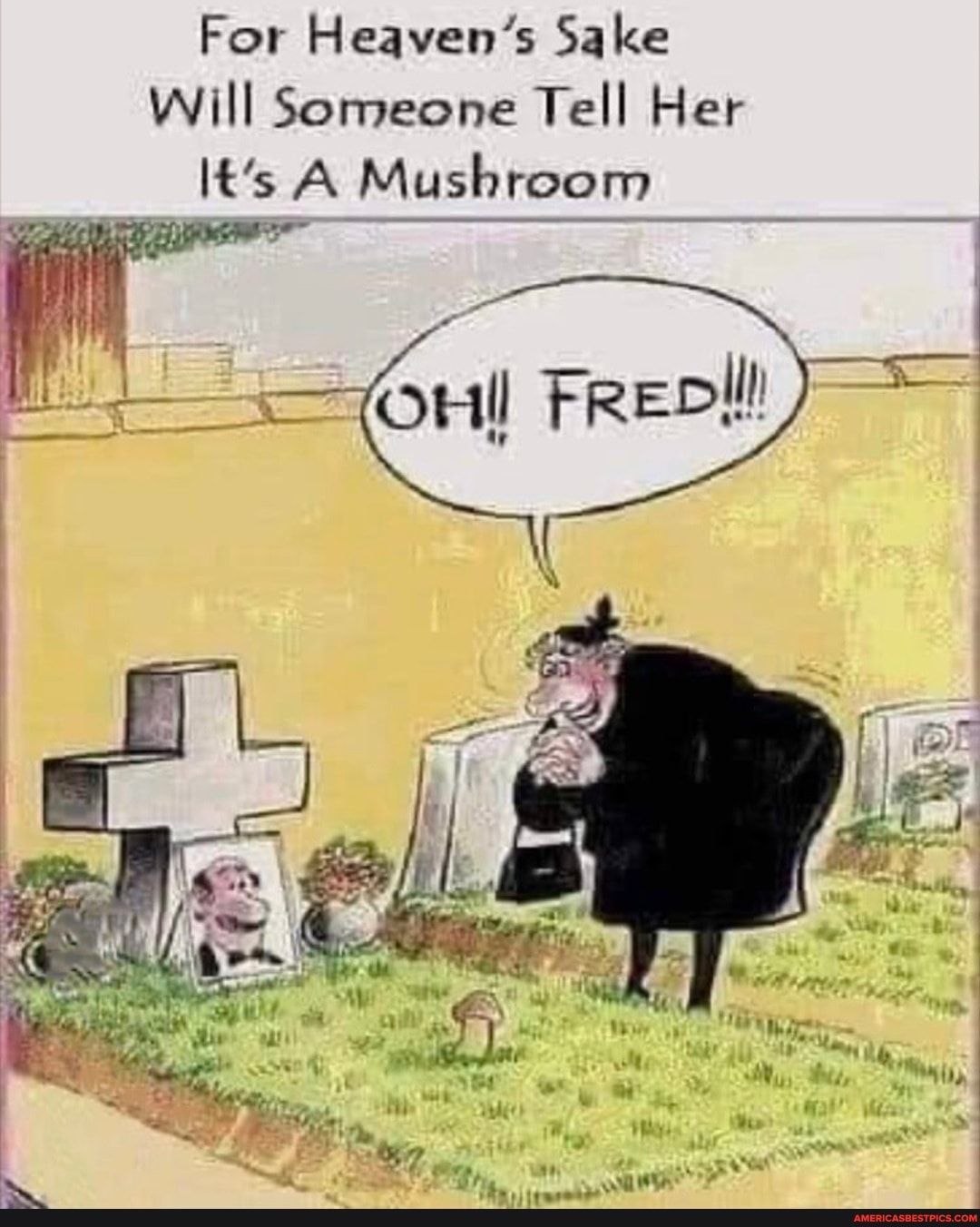 For Heavens Sake Will Someone Tell Her It s A Mushroom l QHIJ FRED