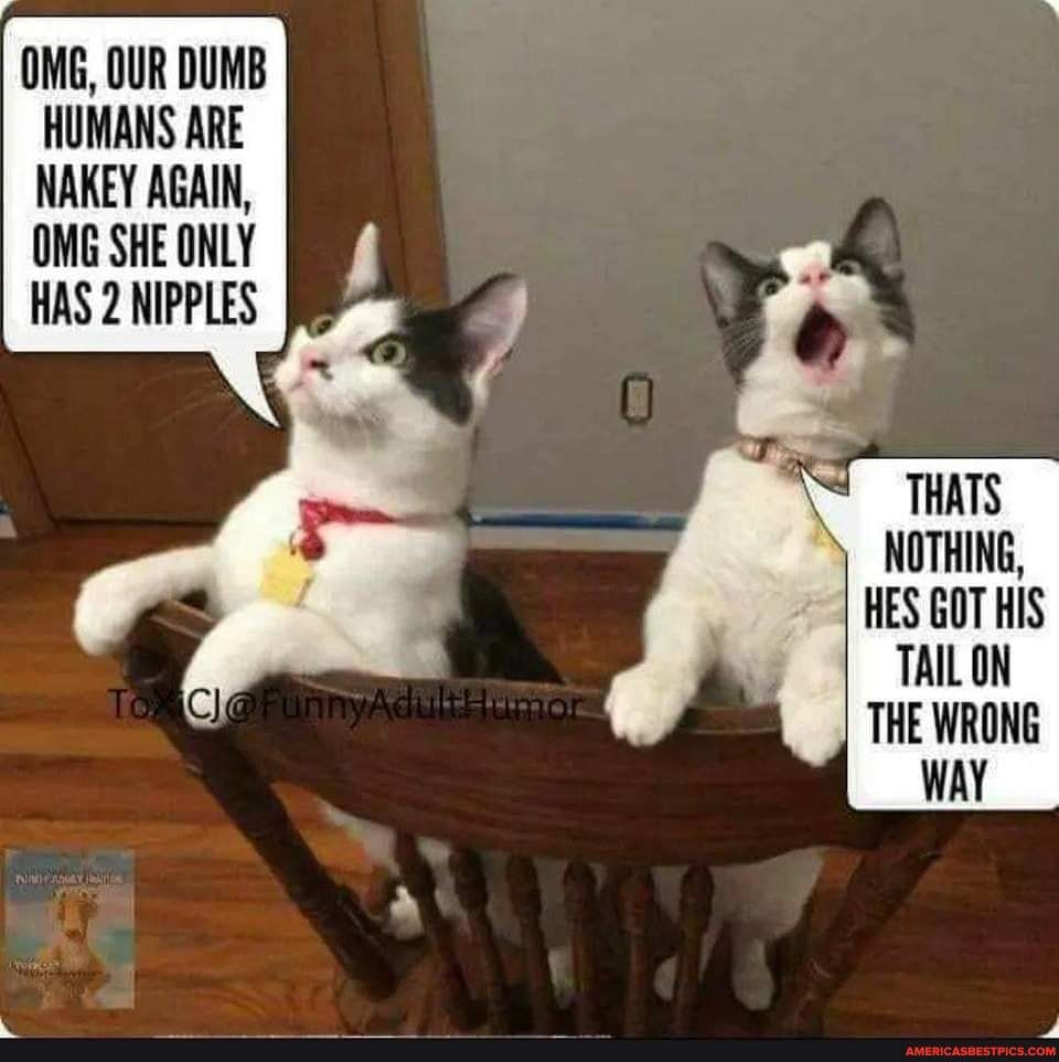 OMG OUR DUMB HUMANS ARE NAKEY AGAIN OMG SHE ONLY HAS 2 NIPPLES THATS Y NOTHING HES GOT HIS TAILON THE WRONG WAY