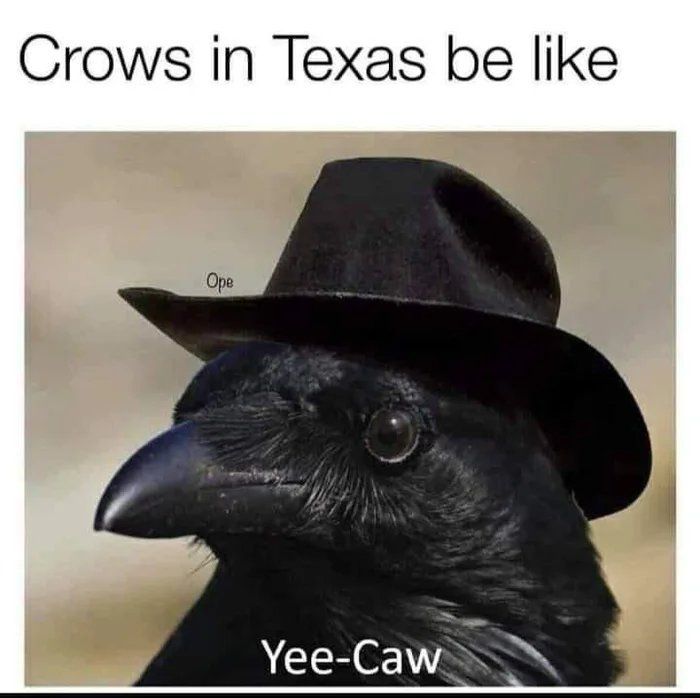 Crows in Texas be like