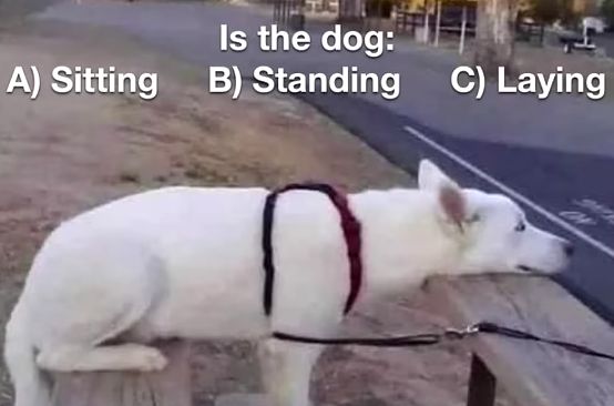 Is the dog 4 S 79 67111 o BN IS 214 To 13 T I 0 I BEYV o Vo