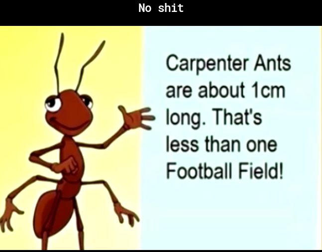 Carpenter Ants are about 1cm long Thats less than one Football Field