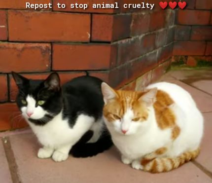 Repost to stop animal cruelty
