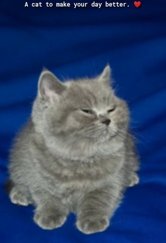 A cat to make your day better