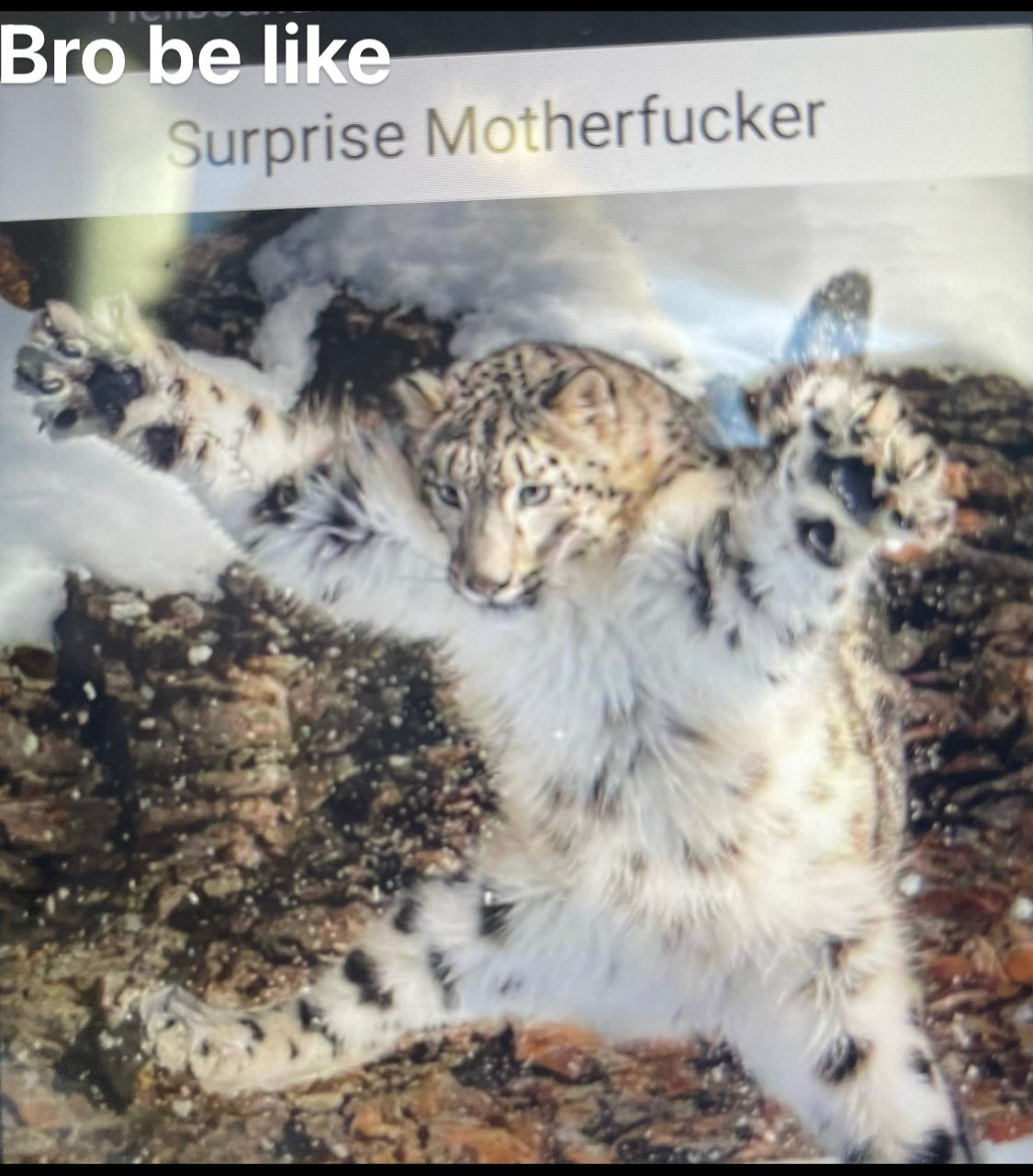 surprise V nerfucker
