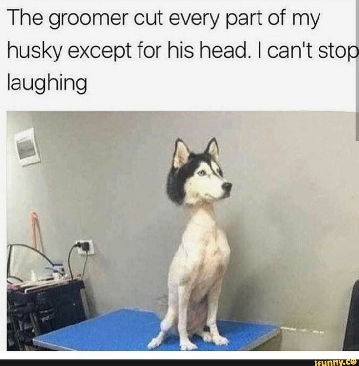 The groomer cut every part of my husky except for his head cant stop laughing