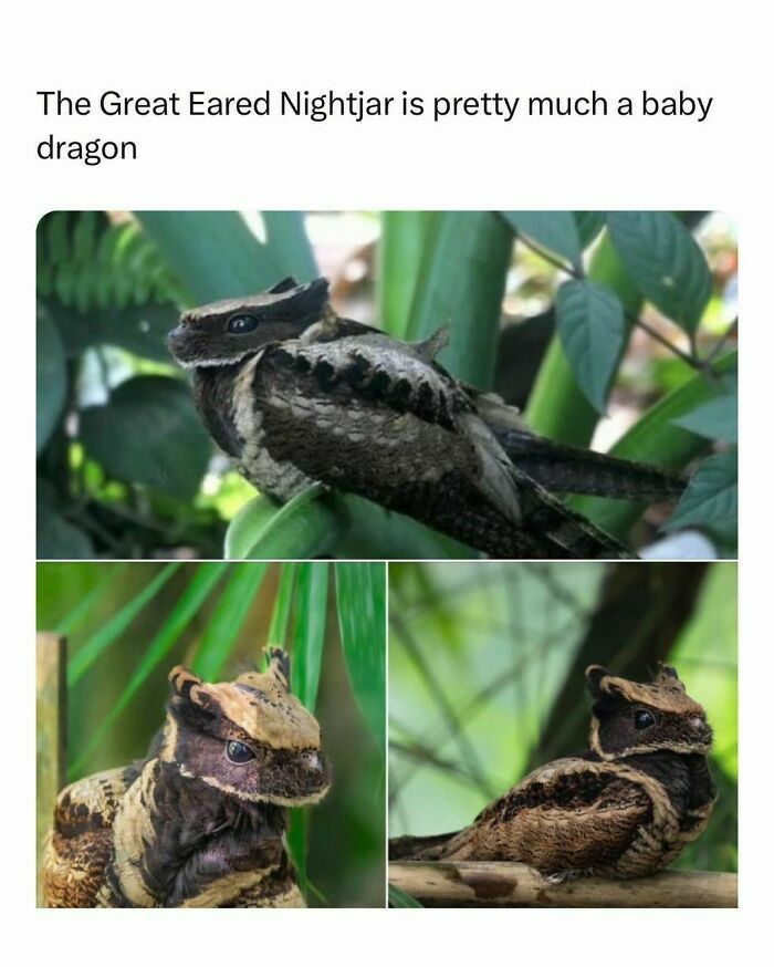 The Great Eared Nightjar is pretty much a baby dragon