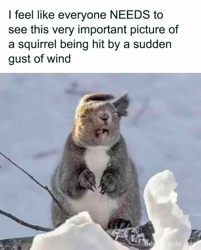 feel like everyone NEEDS to see this very important picture of a squirrel being hit by a sudden gust of wind