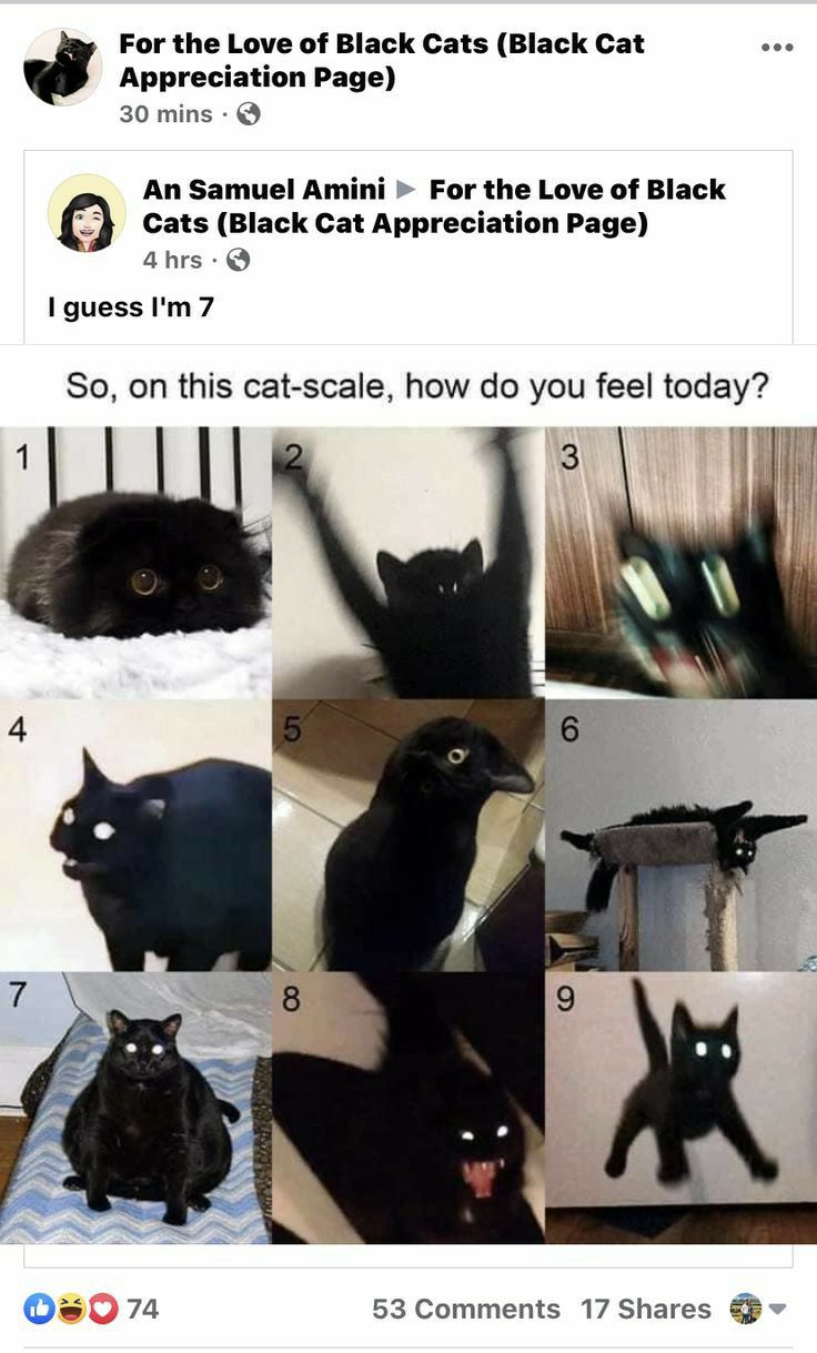 Appreciation Page For the Love of Black Cats Black Cat 30 mins An Samuel Amini For the Love of Black cats Black Cat Appreciation Page anrs IguessIm7 So on this cat scale how do you feel today Q807 53 Comments 17 Shares