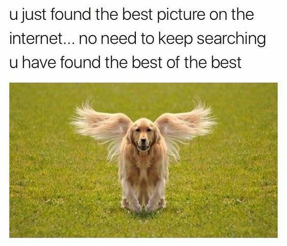 ujust found the best picture on the internet no need to keep searching u have found the best of the best