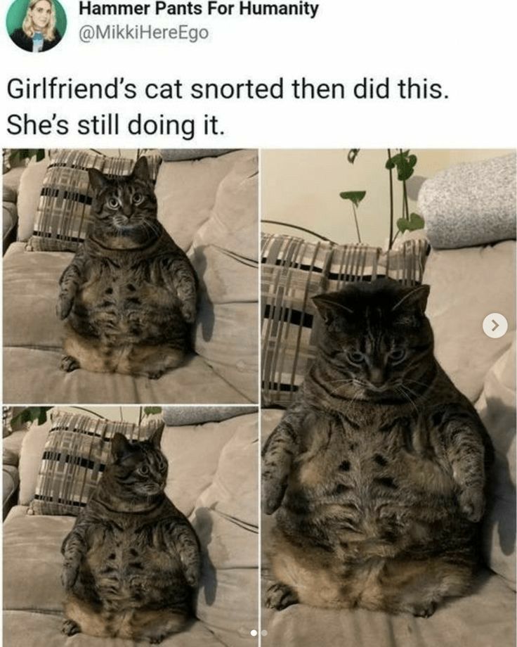 49 Hammer Pants For Humanity Girlfriends cat snorted then did this Shes still doing it