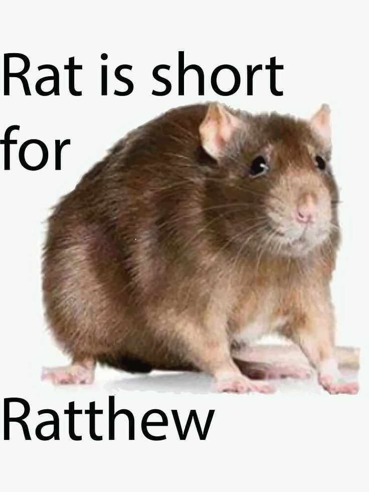 Rat is short 7 p S8 L Ratthew