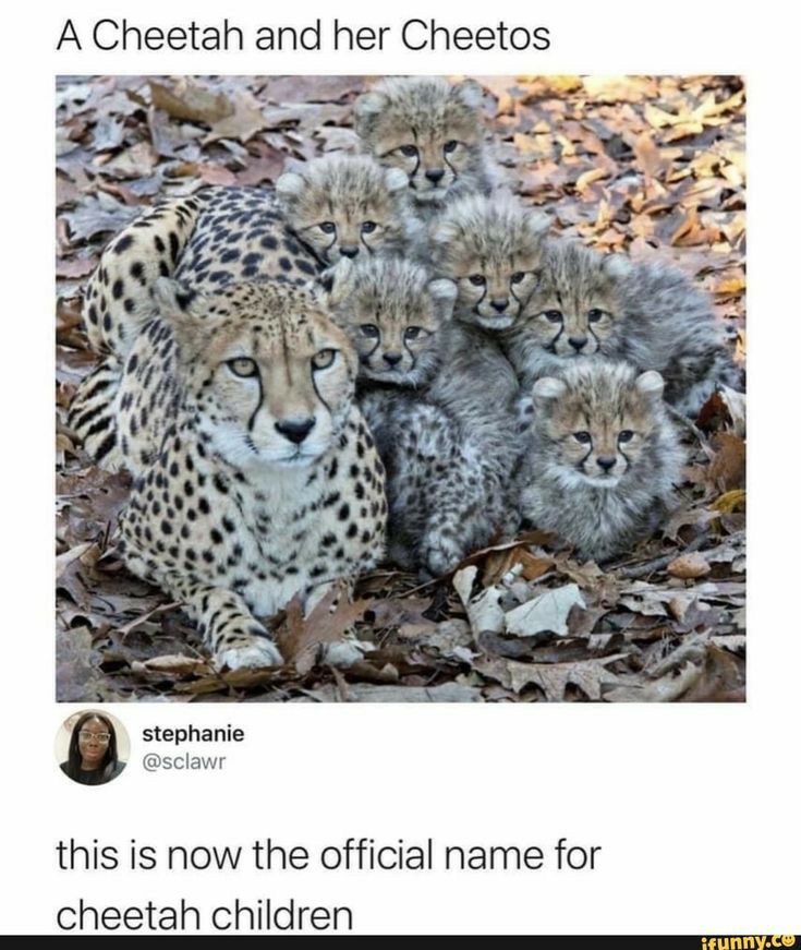 A Cheetah and her Cheetos stephanie this is now the official name for cheetah children