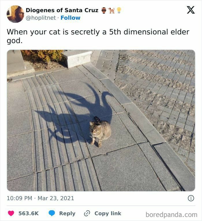 hoplitnet Follow Diogenes of Santa Cruz When your cat is secretly a 5th dimensional elder god 1009 PM Mar 23 2021 5636K Reply Copy link boredpandacom