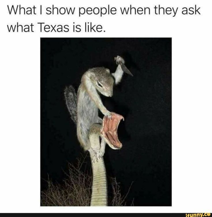 What show people when they ask what Texas is like