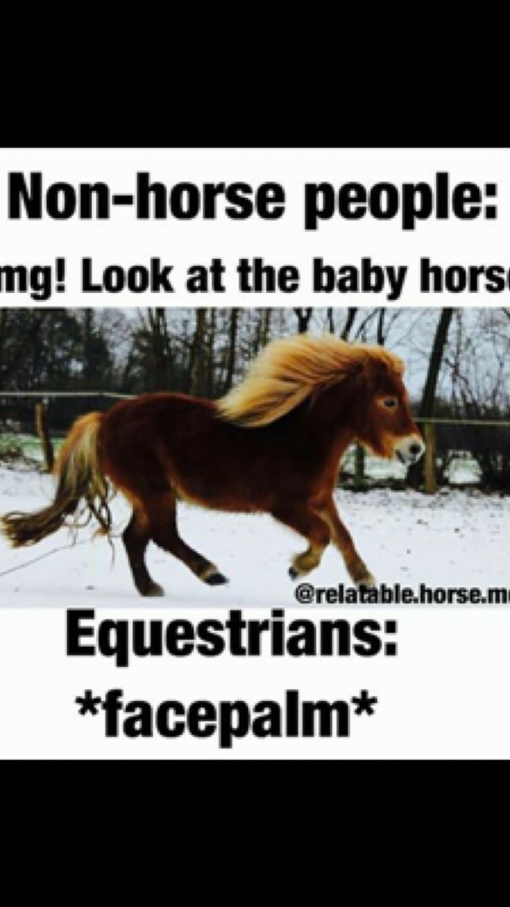 Non horse people g Iook at the baby hors Equestrians facepalm