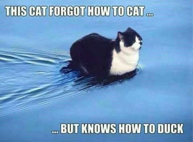 THISICATIFORGOTHOWITOCAT