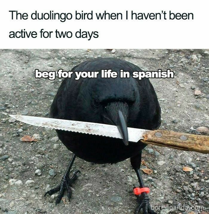 The duolingo bird when havent been active for two days
