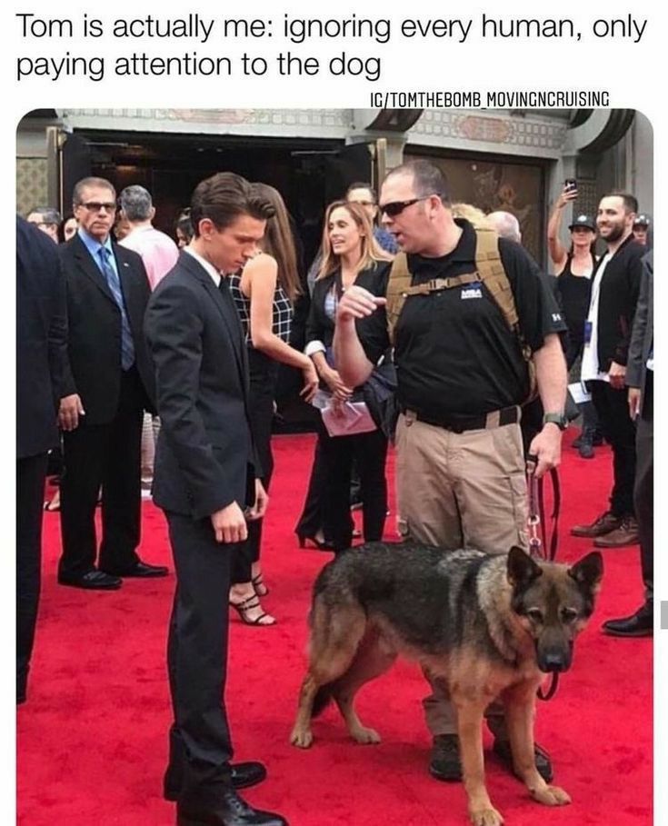 Tom is actually me ignoring every human only paying attention to the dog