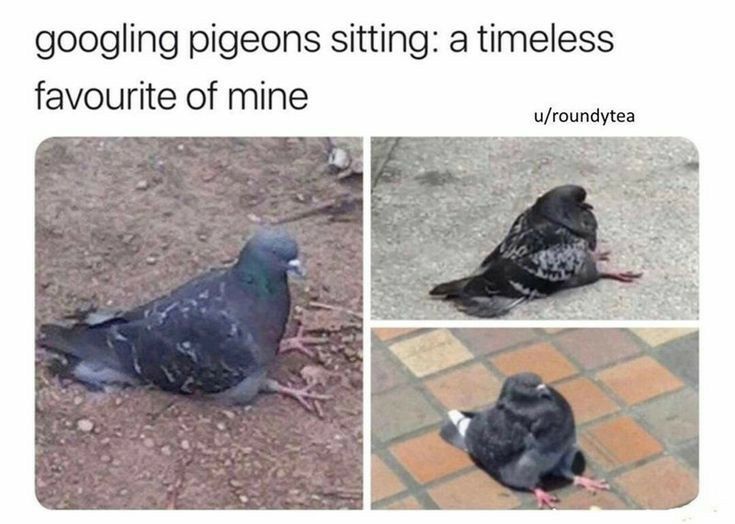 googling pigeons sitting a timeless favourite of mine ufroundytea