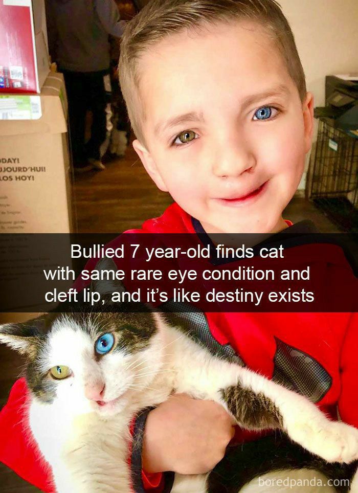 Bullied 7 year old finds cat with same rare eye condition and cleft lip and its like destiny exists H