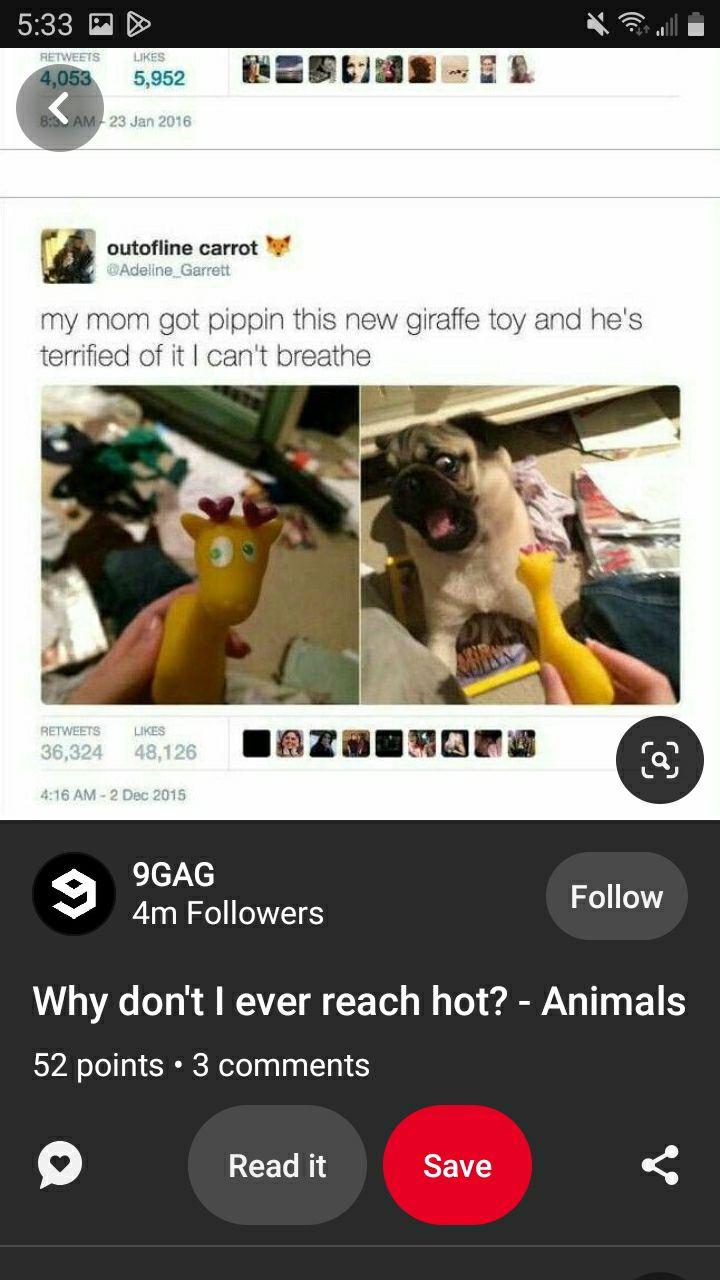 Follow 9GAG 4m Followers Why dont ever reach hot Animals 52 points 3 comments o Read it Save
