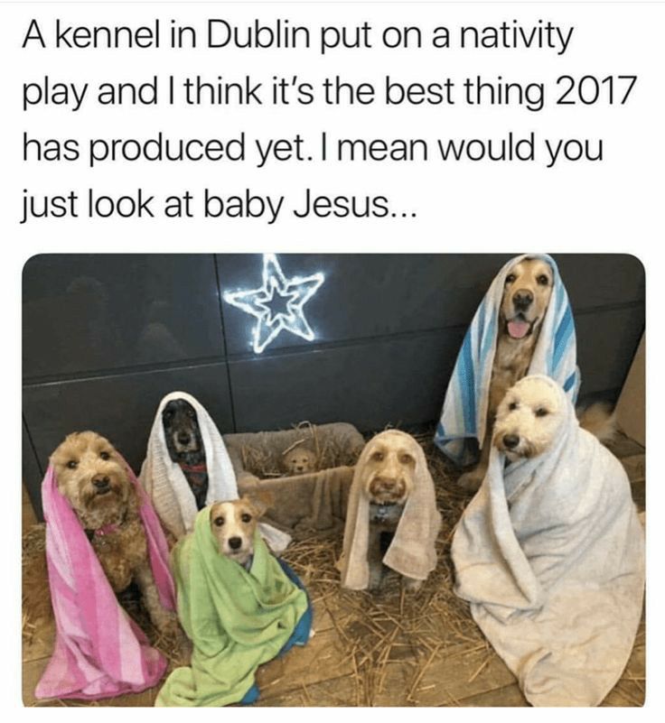 Akennel in Dublin put on a nativity play and think its the best thing 2017 has produced yet mean would you just look at baby Jesus