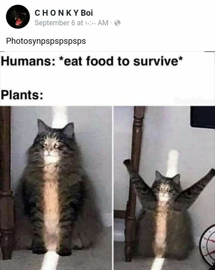 o CHONKY Boi Photosynpspspspsps Humans eat food to survive Plants