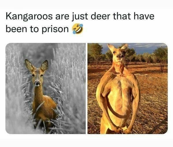 Kangaroos are just deer that have been to prison Z
