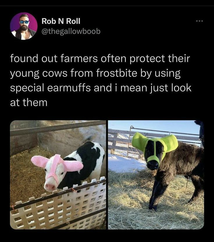 Rob N Roll thegallowboob found out farmers often protect their young cows from frostbite by using NI RET N RTale RE o ISETa BV dl oTe S at them