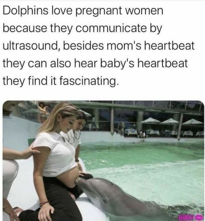 Dolphins love pregnant women because they communicate by ultrasound besides moms heartbeat they can also hear babys heartbeat they find it fascinating
