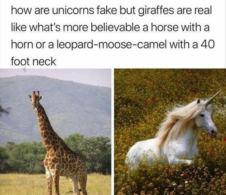 how are unicorns fake but giraffes are real like whats more believable a horse with a horn or a leopard moose camel with a 40 foot neck