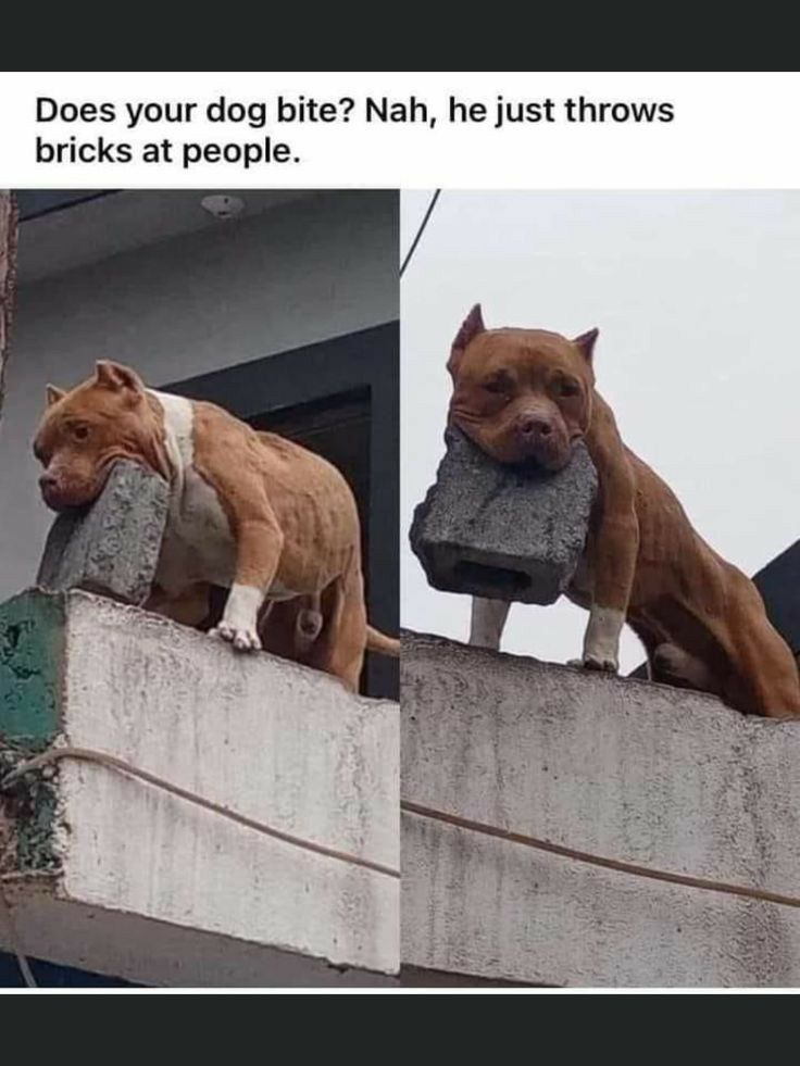 Does your dog bite Nah he just throws bricks at people