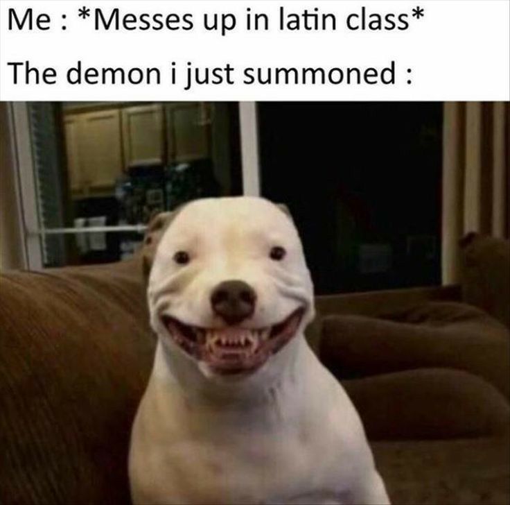 Me Messes up in latin class The demon i just summoned