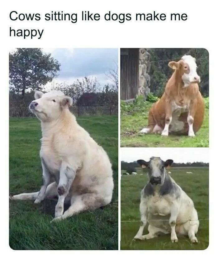 Cows sitting like dogs make me happy