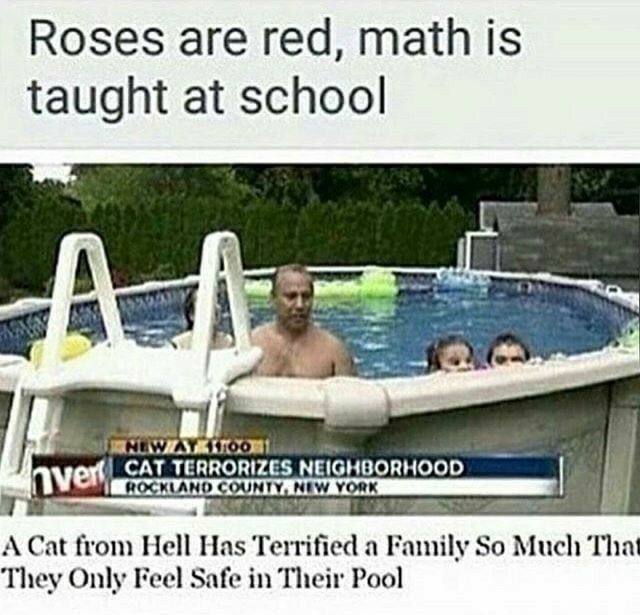 Roses are red math is taught at school A Cat from Hell Has Terrified a Family So Much Tha They Only Feel Safe in Their Pool