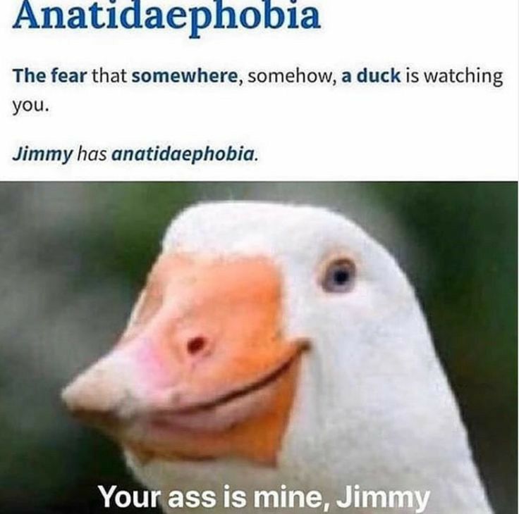 Anatidaephobia The fear that somewhere somehow a duck is watching you Jimmy has anatidaephobia s ur ass Is mint