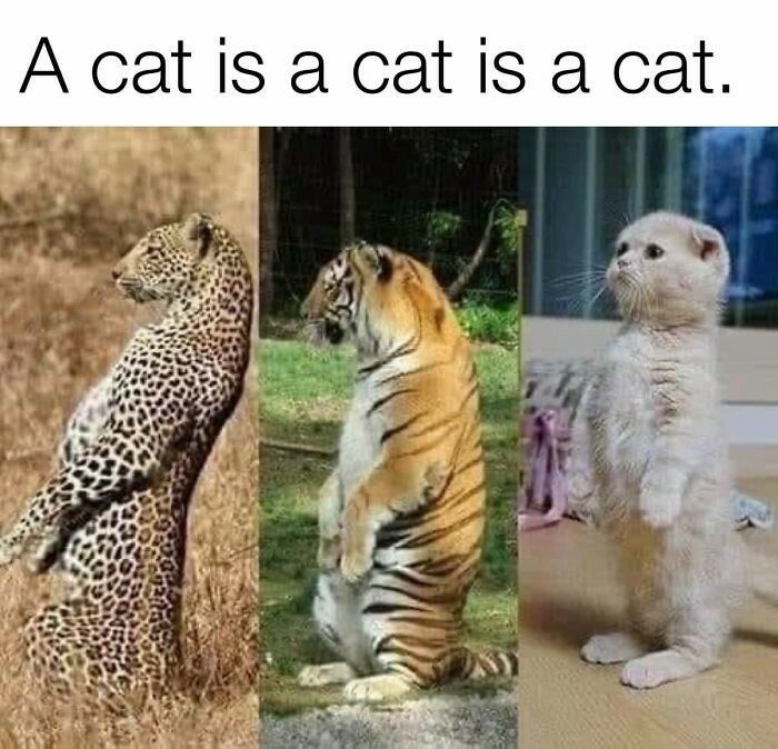 A cat is a cat is a cat N