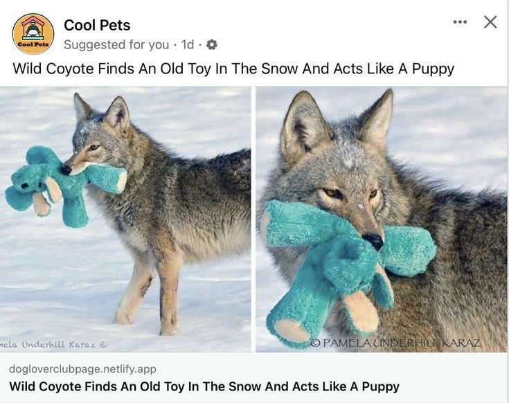 Cool Pets Suggested for you 1d Wid Coyote Finds An OId Toy I Th Snow And Acts Lke A Puppy doglovercubpagenetfyapp Wild Coyote Finds An Old Toy In The Snow And Acts Like A Puppy