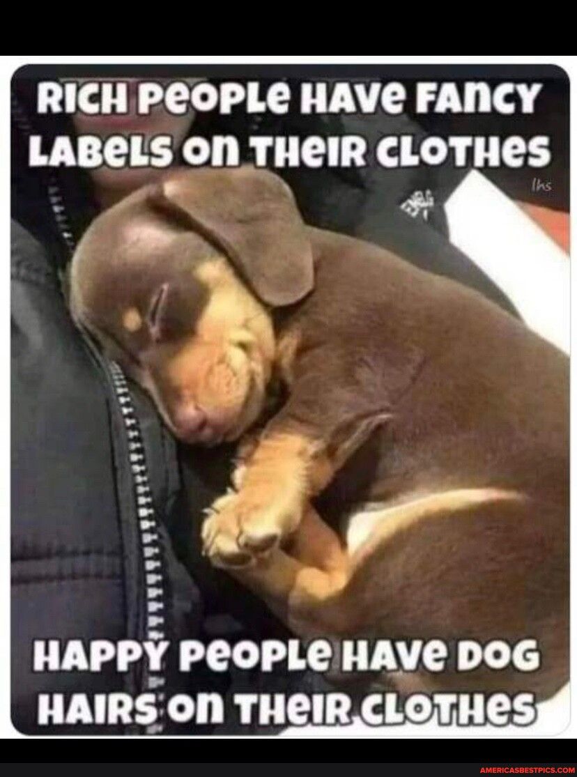 RICH PEOPLE HAVE FANCY LABELS on Tl lelR CIOTIIES HAPPY PeOPLe HAVE DOG HAIRS ON THEIR CLOTHES