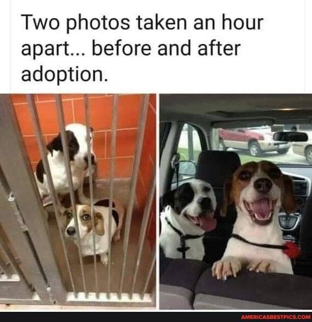 Two photos taken an hour apart before and after adoption